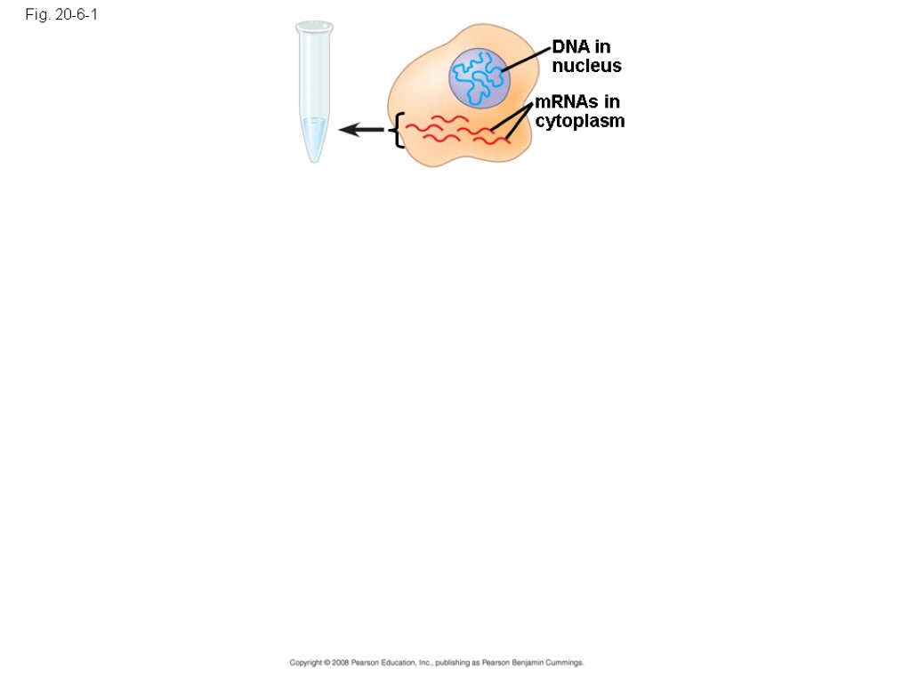 Fig. 20-6-1 DNA in nucleus mRNAs in cytoplasm